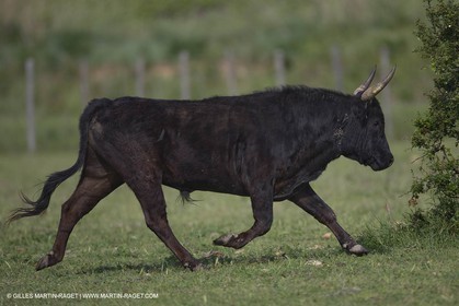 07 05 2008 - Le Cailar (FRA,30) - Tri à la manade du Mas du Pont de Laute