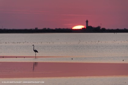 19 04 2011 - Arles (FRA,13) - Pink flamingos in La Gacholle Lighthouse vicinity