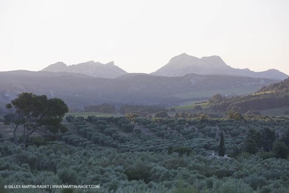 24 Juin 2008 - Saint Rémy de Provence (FRA-13) - Paysage des Alpilles