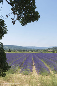 21 06 2018,Rustrel (FRA, 84), champs de lavande