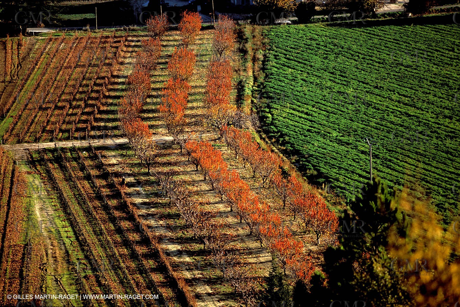 Autumn fruit tree fields