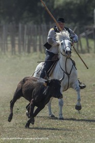Course de Satin 2014 - Arles (FRA,13) - 1 06 2014**The satin race - Arles (FRA,13) - 01 06 2014