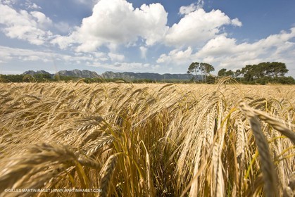 10 06 2008 - Arles and surroundings (FRA, 13) - Vincent Van Gogh south