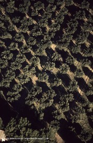 - La Farre les Oliviers -  Provence - Pays - Paysages