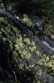 Patagonia