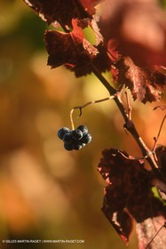 Provence, Le temps des vendanges