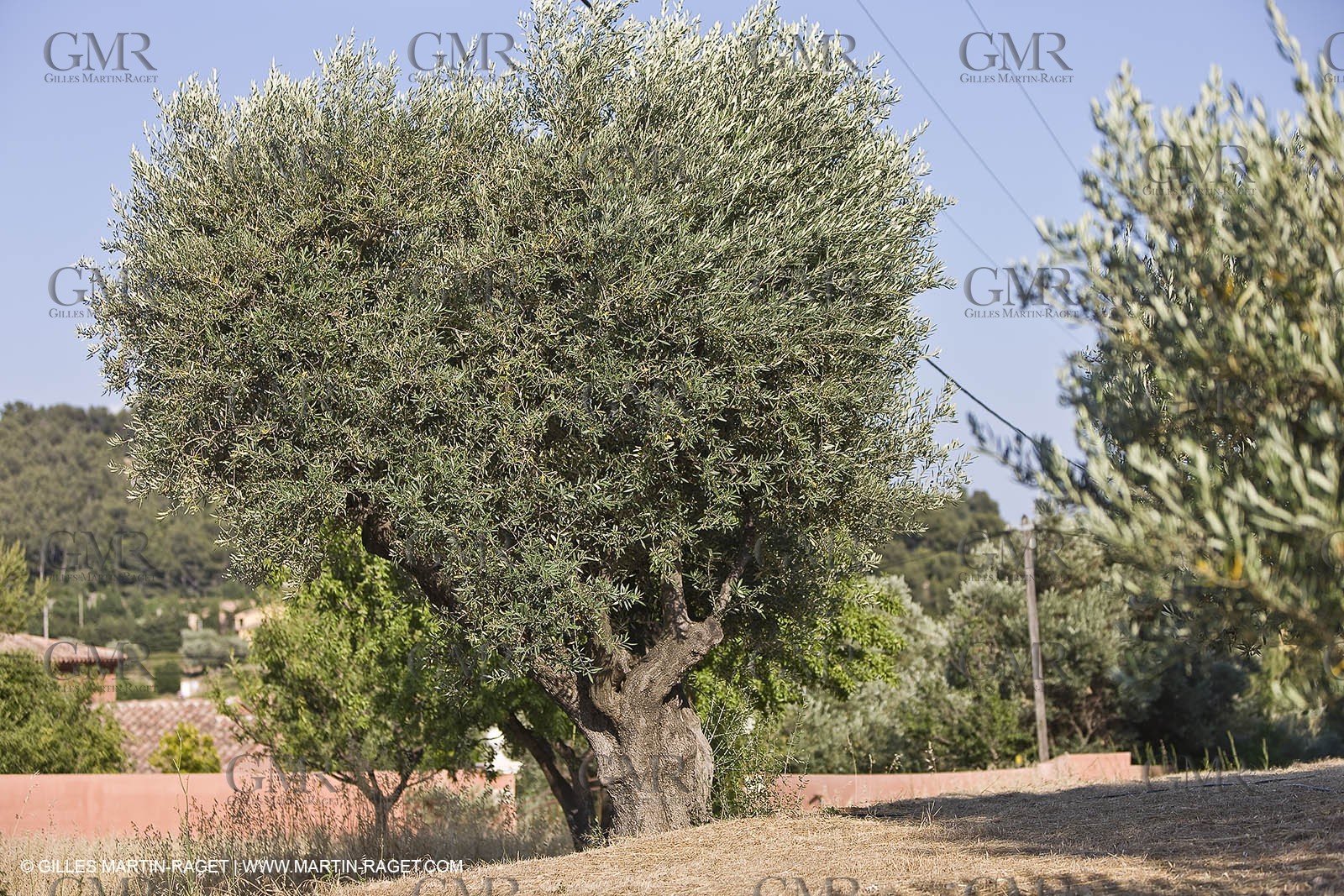 26 06 09 - Sanary sur mer (FRA,83)