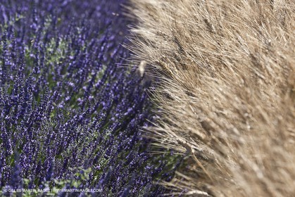 27 06 2011 - Valensole (FRA, 04) - Lavander fields