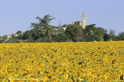 France, Provence, Champs de tournesols