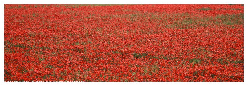 France - Languedoc-Roussillon - Paysages de Nîmes Métropole - Costières