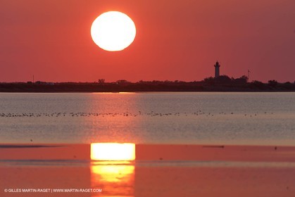 19 04 2011 - Arles (FRA,13) - Pink flamingos in La Gacholle Lighthouse vicinity