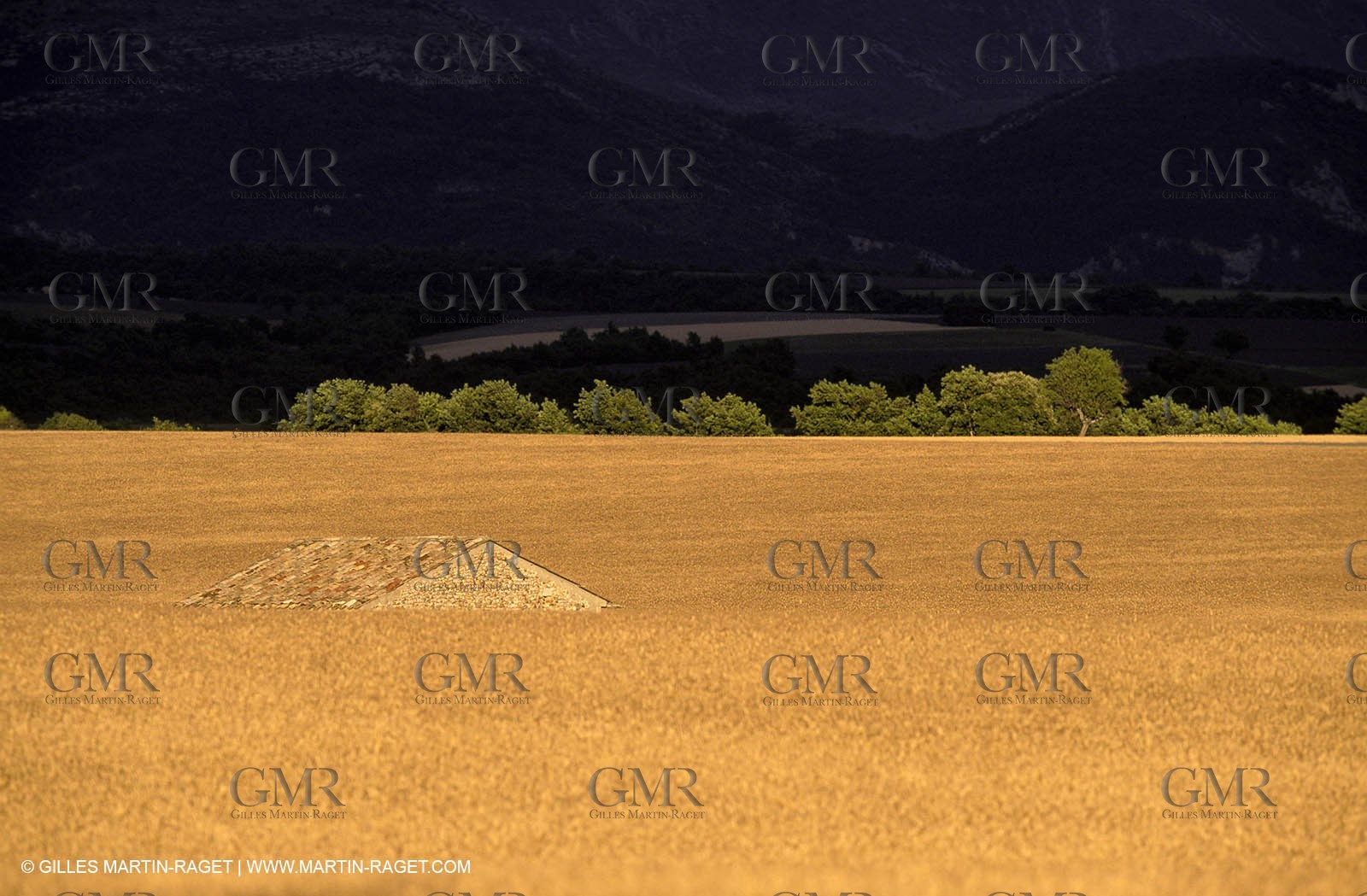 Corn field on  Valensole plateau