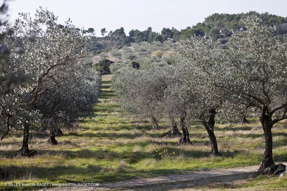 Saint Drézéry (FRA, 34), Domaine de Puech Haut