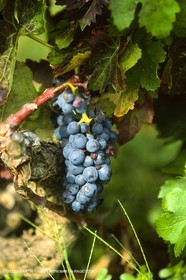 Provence, Harvest time