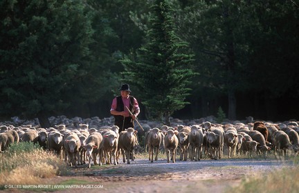 Moutons - Bergers