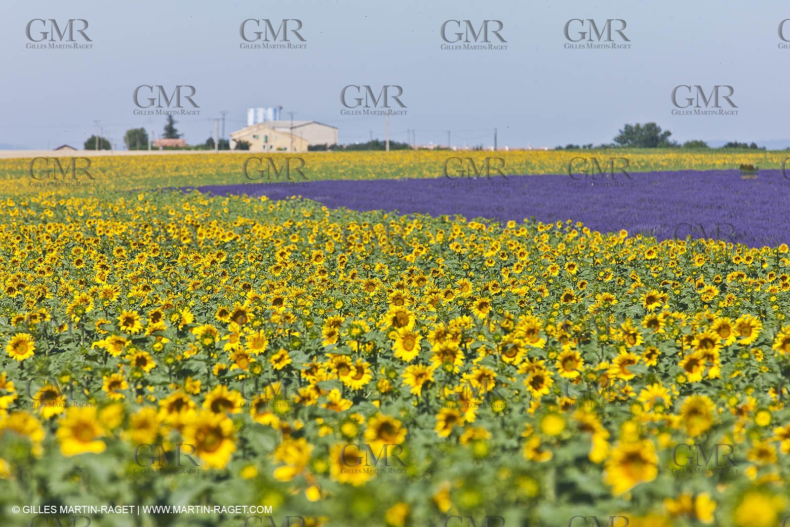 27 06 2011 - Valensole (FRA, 04) - Lavander fields
