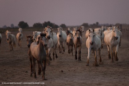 11 07 2010 - Les Saintes Maries de la Mer (FRA,13) - Evocation du Marquis de Baroncelli
