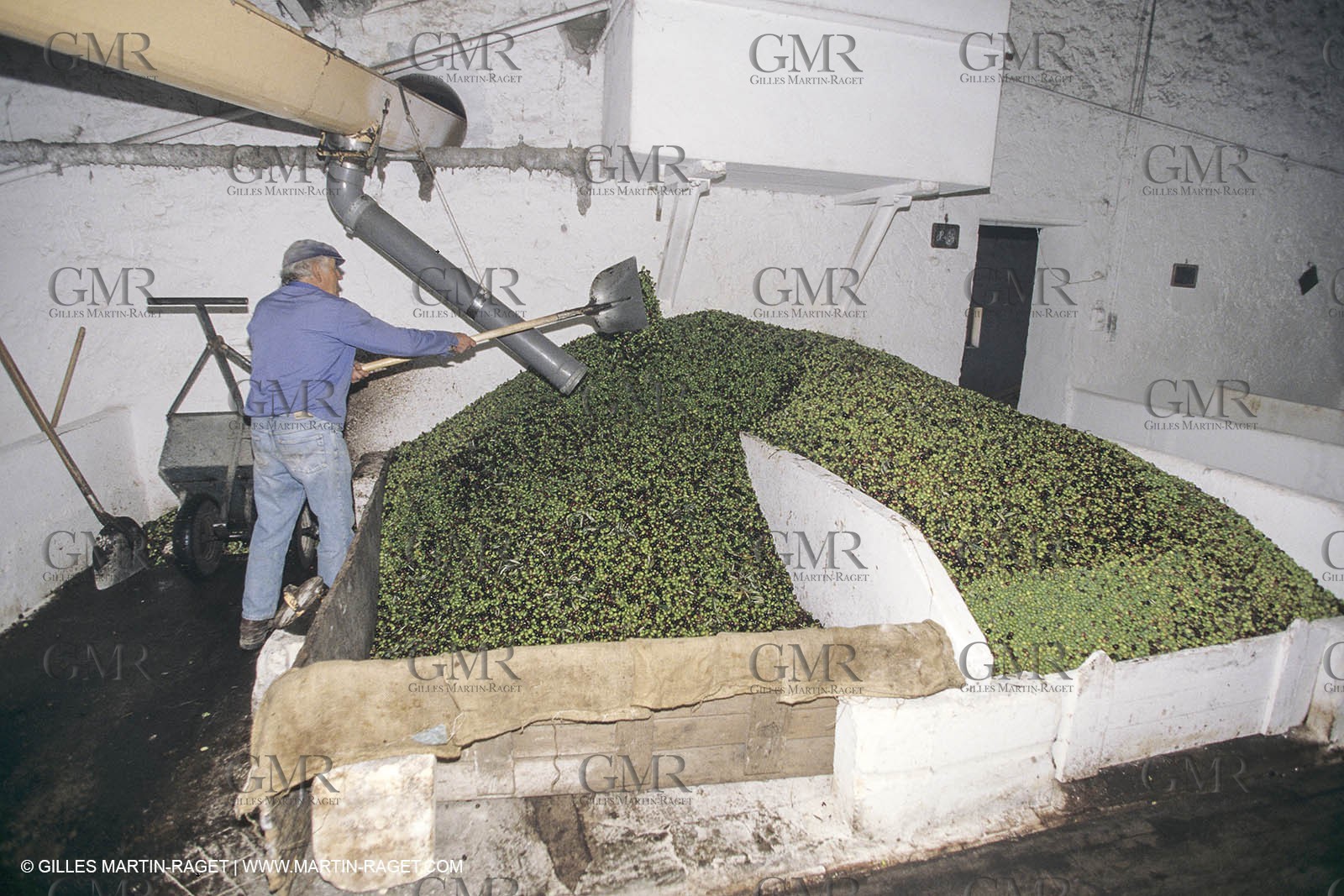 France, Provence, Alpilles, AOC Vallée des Baux, olive trees fields, olive oil production