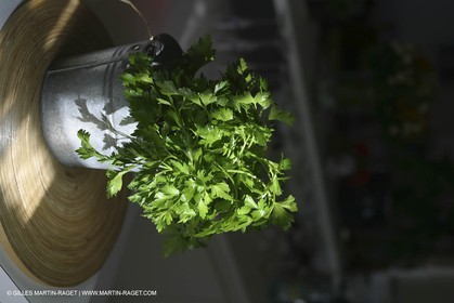 Cooking herbes from Provence - Garlic and Parsley