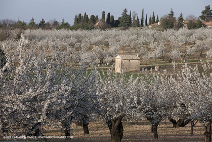 March 30th 2012 - Saint Saturnin les Apt (FRA, 84) - blooming cherry trees
