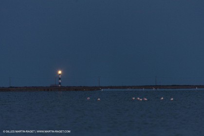 19 04 2011 - Arles (FRA,13) - Pink flamingos in La Gacholle Lighthouse vicinity
