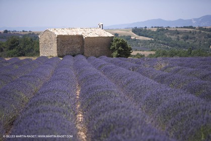 13 08 2007 - Valensole (04) - lavender fields on Valensole plateau