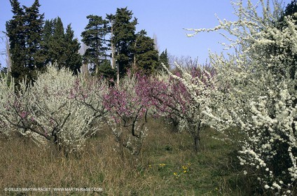Luberon, Vaucluse (FRA,84) - Fruit trees blooming