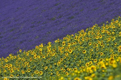 27 06 2011 - Valensole (FRA, 04) - Champs de lavande