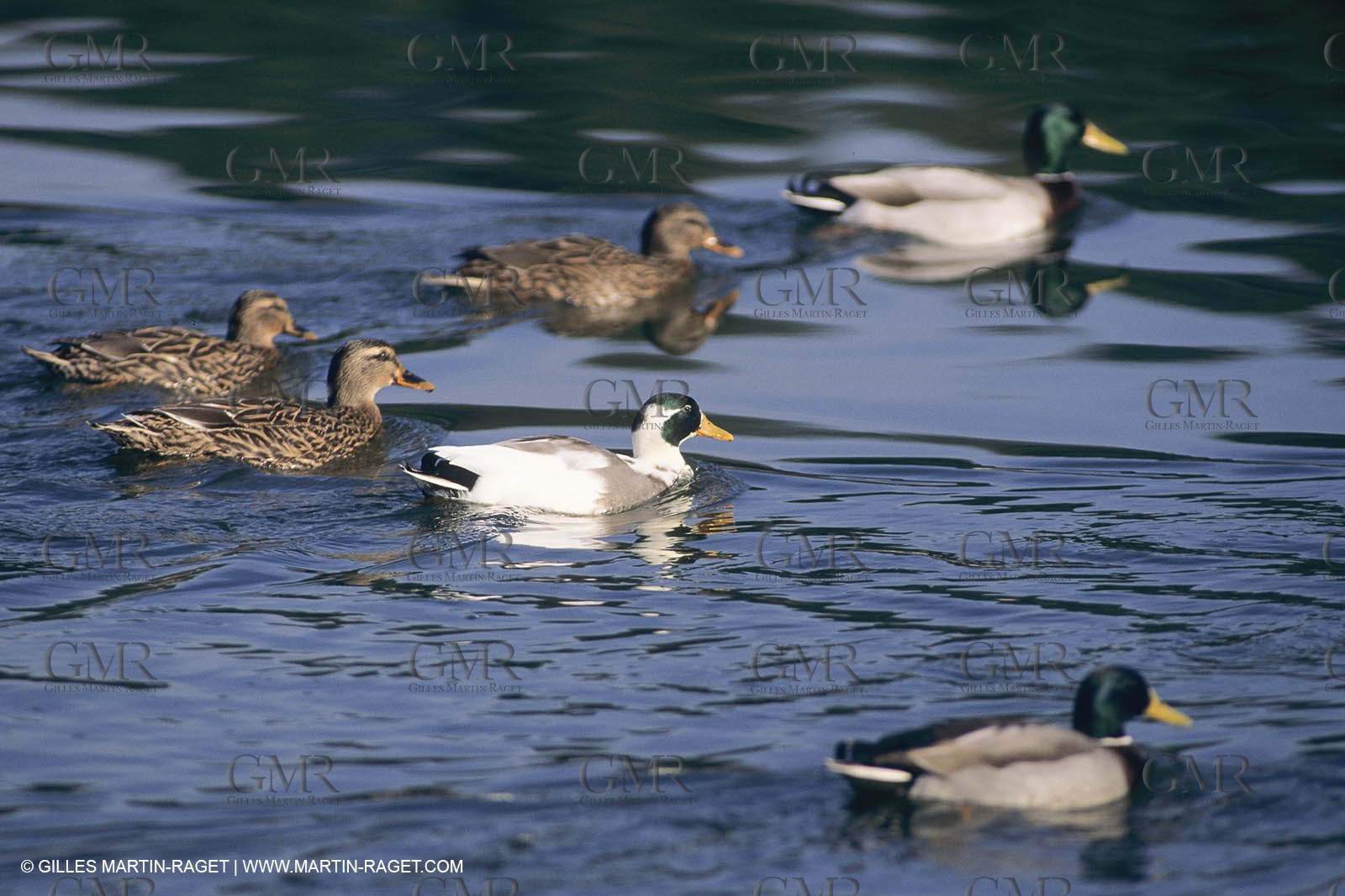 France, Provence, Camargue, Birds