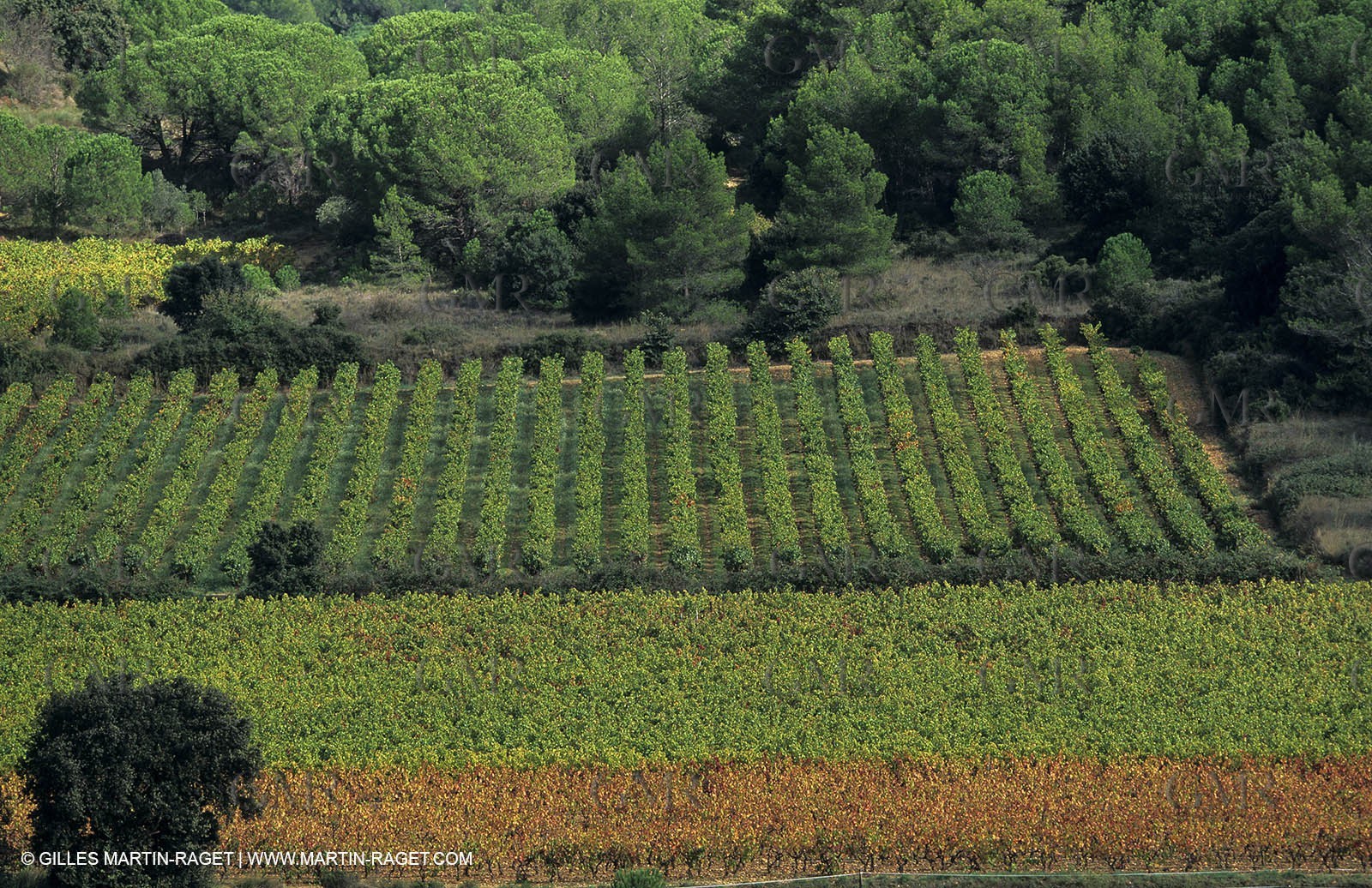 Paysages de Nîmes Métropole (FRA,30) -Costières