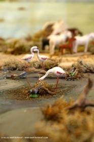 Décembre 2010, Les Saintes Maries de la Mer (FRA,13) , Grande crèche de Noël