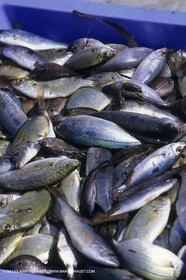 Marseille (Fra, 13) - Barquettes, pointus