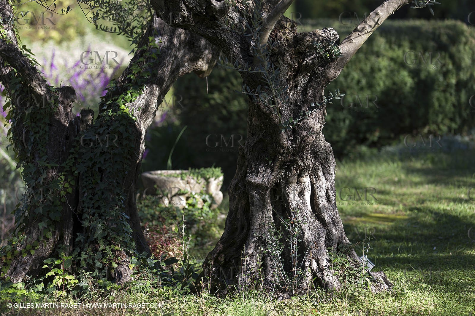 7 11 2012 - Saint Etienne du Grès (FRA,13, Alpilles) Olive harvest at Vallon Raget