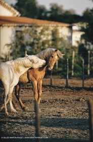 2000-2010- Arles - Les Saintes Maries de la mer (FRA,13) - Chevaux race Camargue