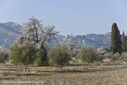 23 02 2008 - Saint Rémy de Provence (FRA, 13) - Paysages des Alpilles