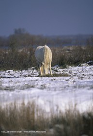 Provence sous la neige - Camargue