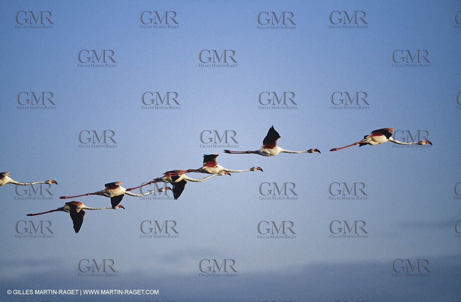 Camargue (FRA,13) - Flamingos in the Camargue