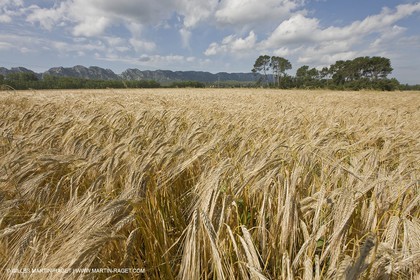 10 06 2008 - Arles and surroundings (FRA, 13) - Vincent Van Gogh south