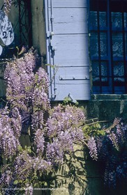 Les Alpilles, Saint Rémy de Provence, (FRA,13) - Glycine in Saint Rémy de Provence