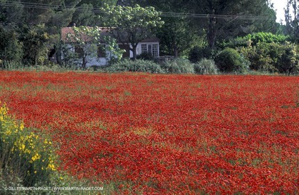 Poppies - Poppies field
