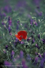 Coquelicots - Champs de Coquelicots