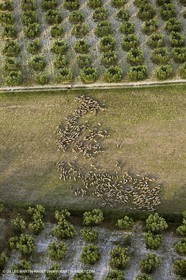 France, Provence, Oliviers, oliveraies, olive trees
