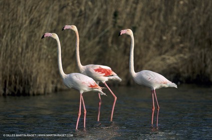 Flamants Roses - Camargue