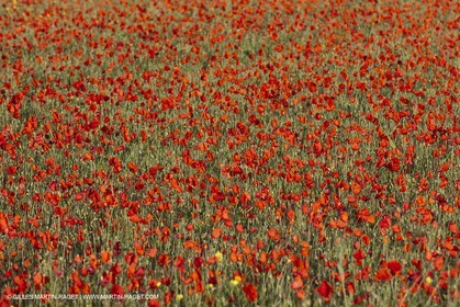 29 04 2012 ( Saint Rémy de Provence (FRA, 13) - Chaîne des Alpilles vers Romanin