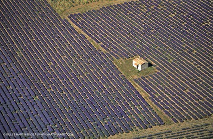 lavander fields , 2005 , Sault plateau
