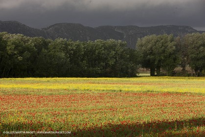 29 04 2012 ( Saint Rémy de Provence (FRA, 13) - Chaîne des Alpilles vers Romanin