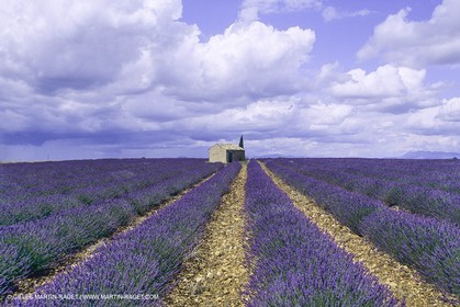 France, Provence, Lavender fields