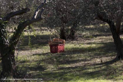 7 11 2012 - Saint Etienne du Grès (FRA,13, Alpilles) Olive harvest at Vallon Raget