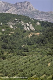 France, Provence, Oliviers, oliveraies, olive trees