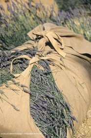 France, Provence, Higher Provence, Valensole Plateau, Lavender